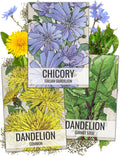Seed Needs, Dandelion Seed Packet Collection (3 Varieties of Seeds for Planting) Non-GMO  Untreated - Common Dandelion, Chicory/Italian Dandelion  Garnet Stem Dandelion