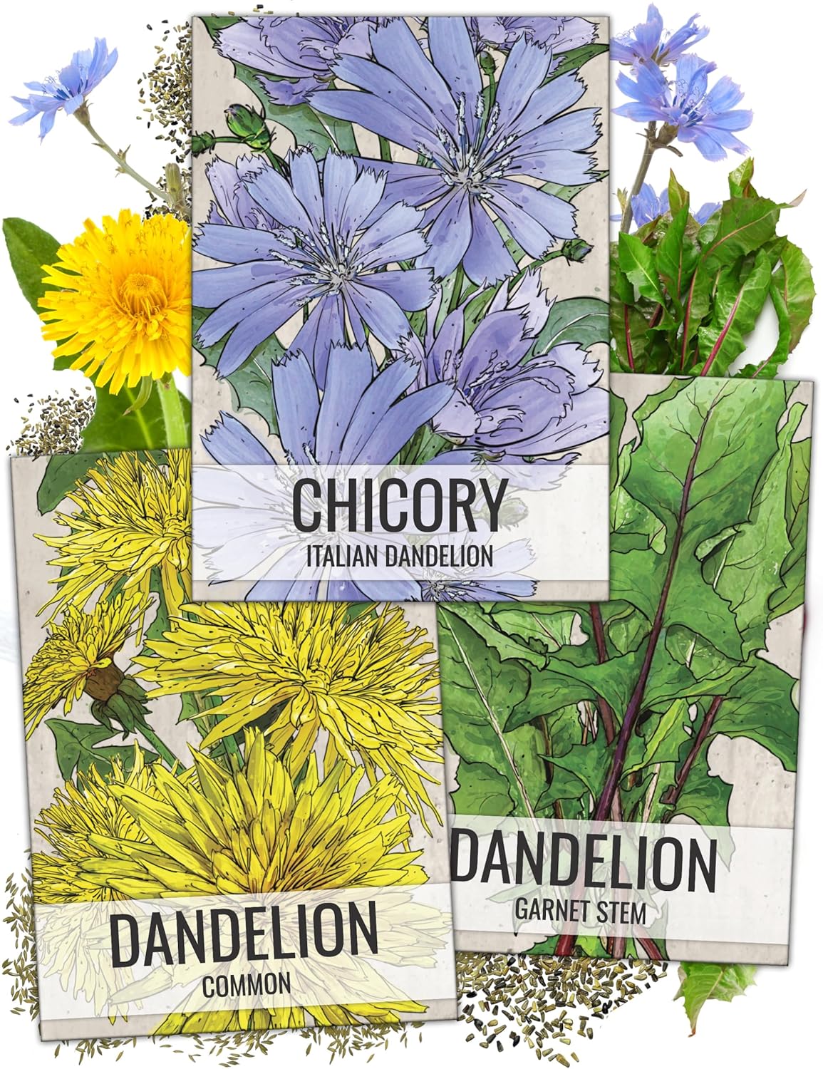 Seed Needs, Dandelion Seed Packet Collection (3 Varieties of Seeds for Planting) Non-GMO  Untreated - Common Dandelion, Chicory/Italian Dandelion  Garnet Stem Dandelion