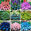 280+ USA PERMIUM Perennial Hosta Seeds for Planting Indoor Outdoor-Non GMO Heirloom Fragrant Shade Garden Flowers Open Pollinated