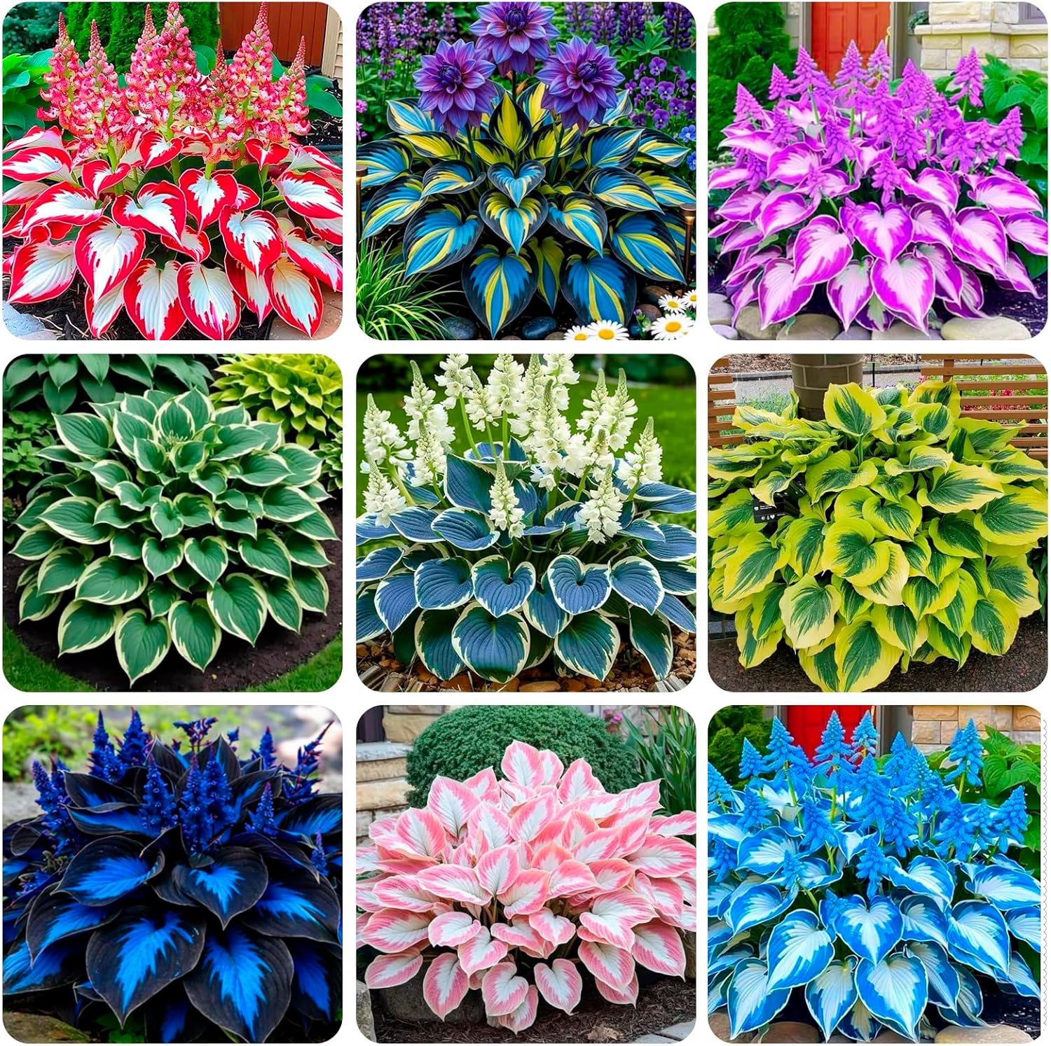 280+ USA PERMIUM Perennial Hosta Seeds for Planting Indoor Outdoor-Non GMO Heirloom Fragrant Shade Garden Flowers Open Pollinated