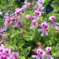 2000+ Citronella Plant Seeds for Planting - Citronella Geranium Seeds - Home Heirloom Garden Perennial Plant