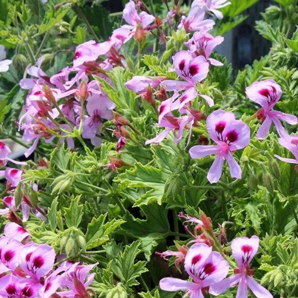 2000+ Citronella Plant Seeds for Planting - Citronella Geranium Seeds - Home Heirloom Garden Perennial Plant
