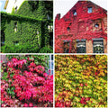 100+ Seed Ivy Vine Liana Green Seeds for Planting Outdoors Vines Climbing Ground Creeping Plants Bonsai Home