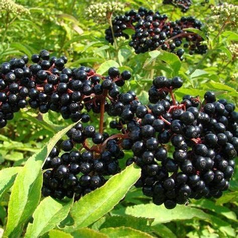 200+Elderberry Fruit Seeds - No GMO Heirloom Black Elderberry Seeds for Planting Outdoor