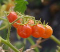 Palm Beach Medicinal Herbs - Everglades Tomato - Packet of 20 Seeds