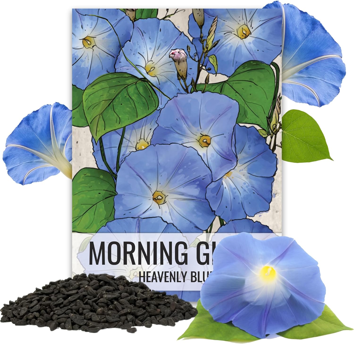 Seed Needs Heavenly Blue Morning Glory Seeds for Planting | 1,000+ Heirloom Seeds Ipomoea Tricolor Untreated Annual Flowering Seed | Vine Plant Produces Masses of 6 Wide Blue Blooms | Bulk