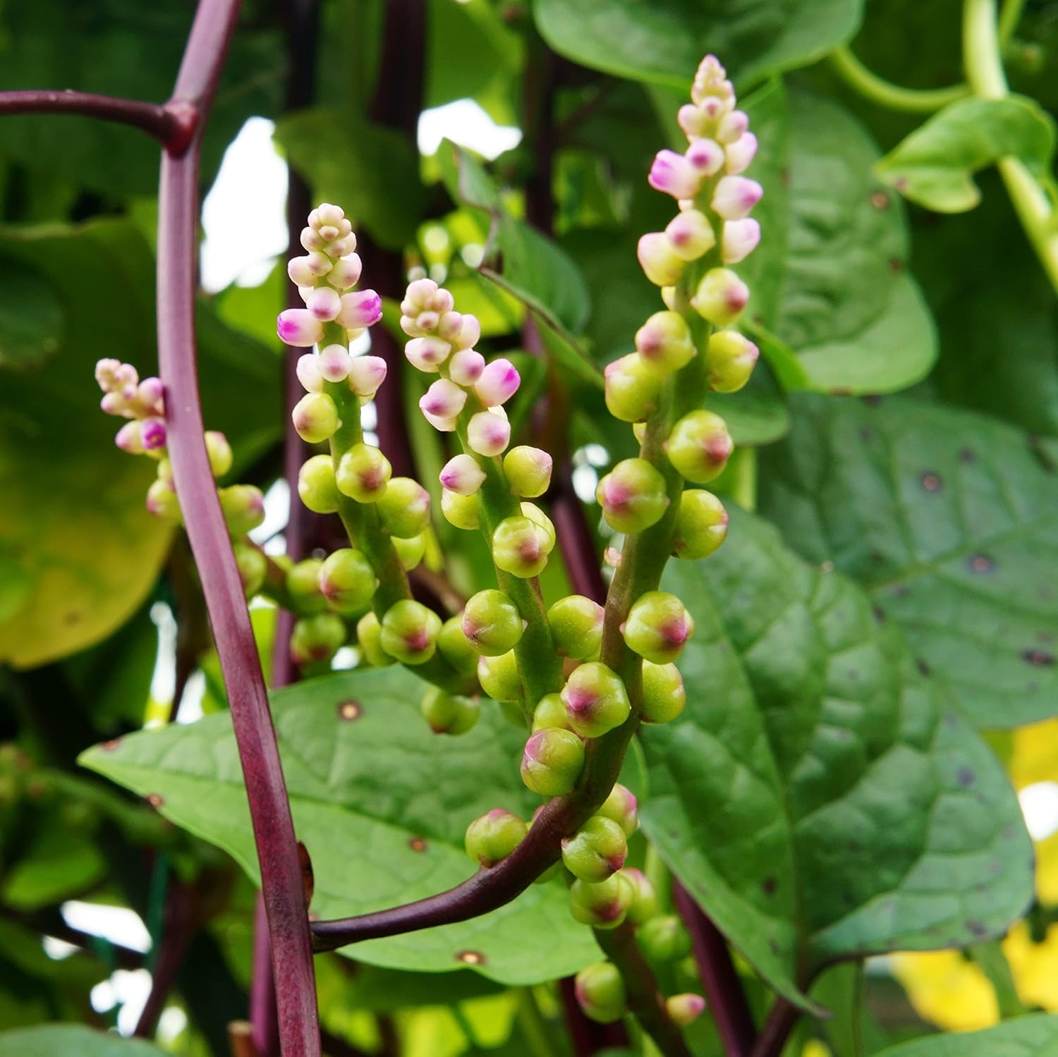 Outsidepride Basella Rubra Malabar Spinach Seeds - 100 Pcs. Perennial, Humid  Heat-Tolerant, Nutrient-Rich Herb Seeds for Planting Edible Vegetables, Ideal for Cooking  Edible Landscaping(1/200 Seeds)