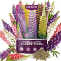 Fruivity Russell Lupine Seeds (0.35oz - 1000+ Seeds) - Mixed Color Perennial Wildflower - Lupinus polyphyllus - Heirloom Seeds for Planting, Attracts Bees  Hummingbirds,
