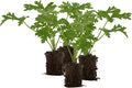 Live Citronella Geranium Plant Plugs (6-Pack), Pelargonium Citronella Scented Seedlings(4)