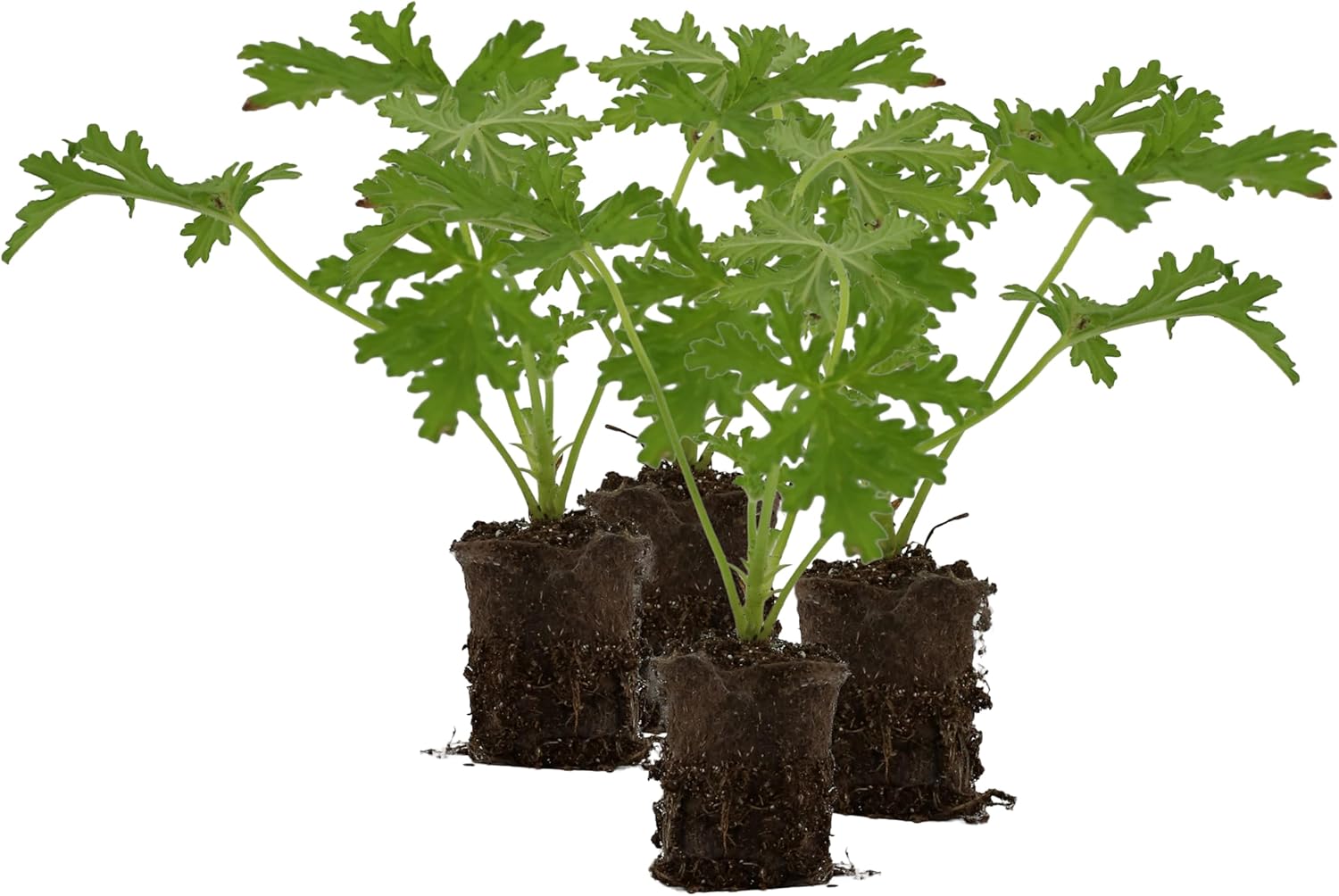 Live Citronella Geranium Plant Plugs (6-Pack), Pelargonium Citronella Scented Seedlings(4)