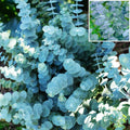 45+ Eucalyptus Seeds for Planting - Silver Dollar- Popular for Cut and Flowers and Decor-Open Pollinated
