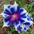 KVITER 100 Blue  White Morning Glory Seeds (Ipomoea) – Perennial Flower Seeds for Planting, Climbing Flowering Vines – Ideal Flower Seeds to Plant Outside  Inside in Containers, Trellises, Beds