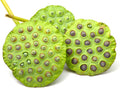 Sacred Lotus Seeds for Planting – 15 Pack Nelumbo Nucifera Aquatic Flower Seeds, Water Garden Plants, Grow in Bowl or Pond, Easy Germination Bonsai Lotus, Indoor Outdoor Container Gardening