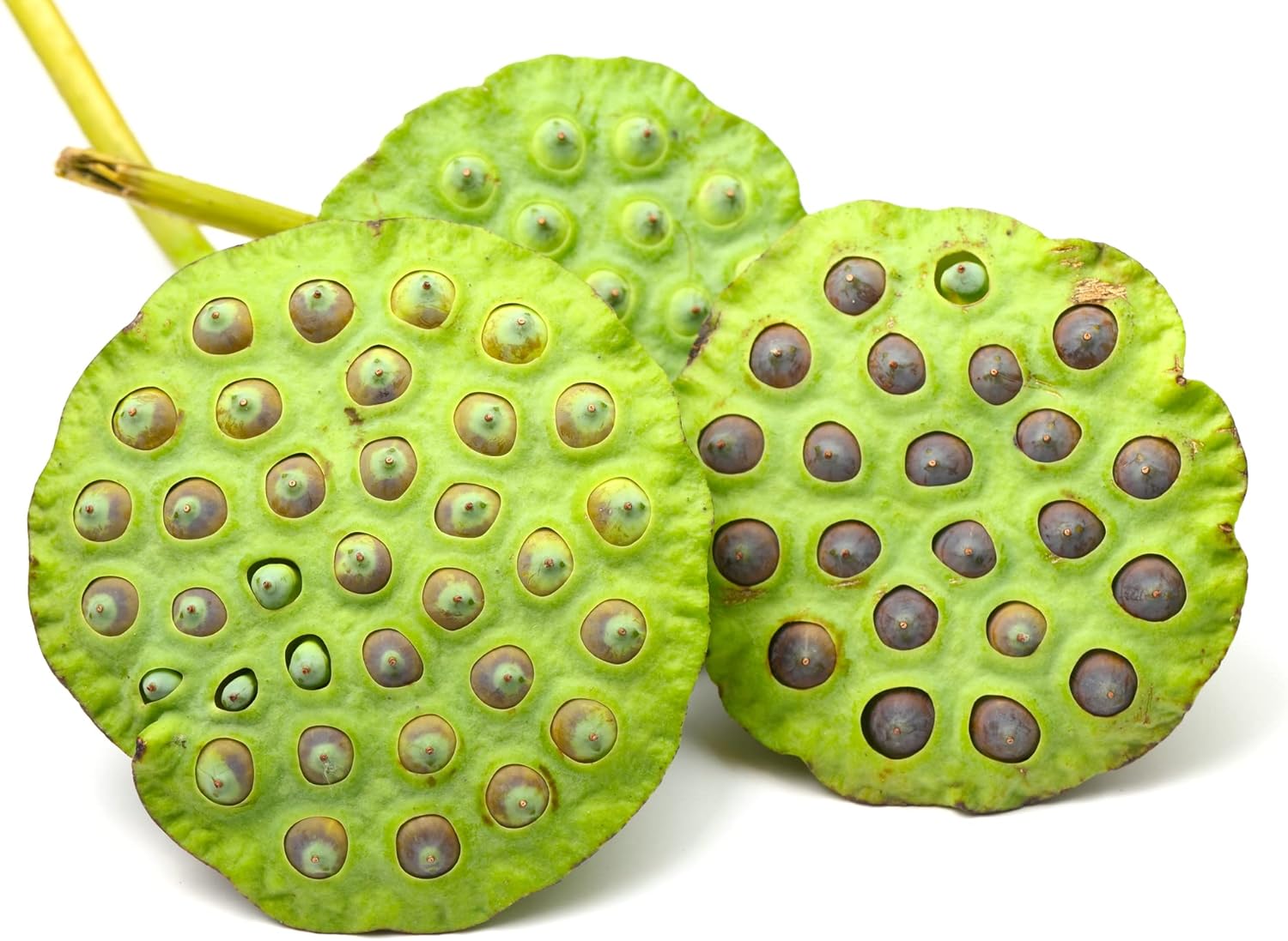 Sacred Lotus Seeds for Planting – 15 Pack Nelumbo Nucifera Aquatic Flower Seeds, Water Garden Plants, Grow in Bowl or Pond, Easy Germination Bonsai Lotus, Indoor Outdoor Container Gardening