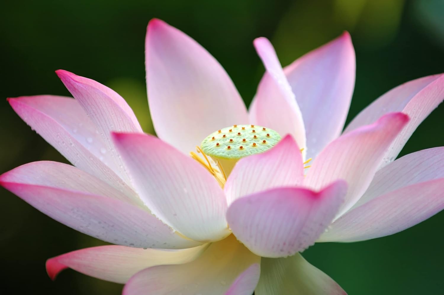 Lotus Seeds (30 Pack) – Aquatic Water Lotus for Planting – Grow in Koi Pond, Bowl, or Container – Easy Bonsai Style Water Garden Plant with Pink White Blooms
