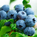 510+ Blueberry Seeds - Non-GMO Heirloom Blueberry Seeds for Planting, Sweet and Nutrient-Dense Berries for Home Garden, Containers, or Raised Beds