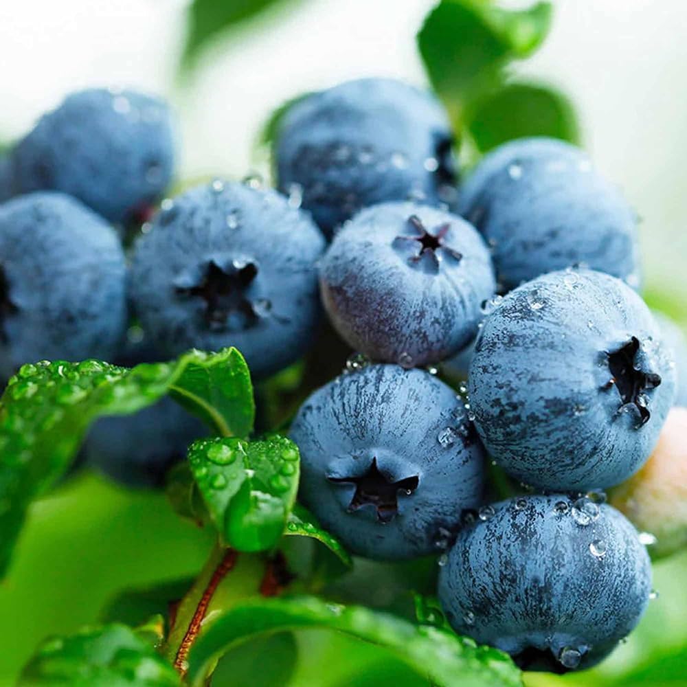 510+ Blueberry Seeds - Non-GMO Heirloom Blueberry Seeds for Planting, Sweet and Nutrient-Dense Berries for Home Garden, Containers, or Raised Beds