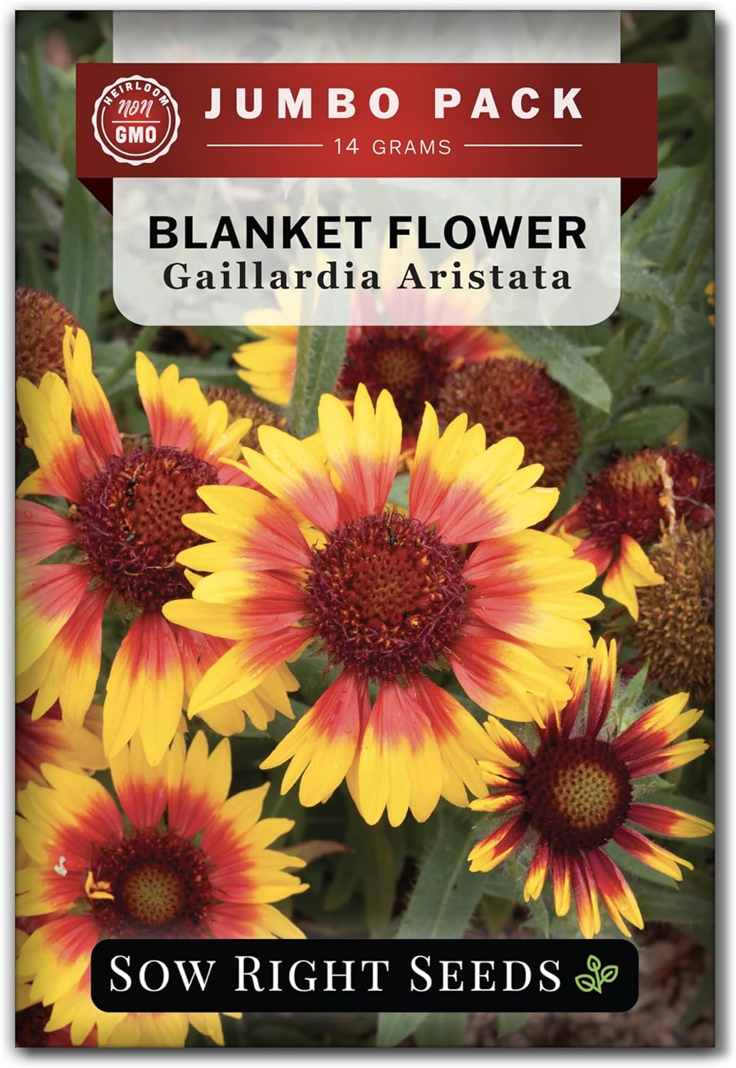 Sow Right Seeds - Bulk Blanket Flower Seeds for Planting - Non-GMO Heirloom Jumbo Pack of Indian Blanket Flower for Vibrant Gardens - Perennial Gaillardia - Easy to Grow - Attracts Bees  Butterflies