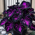 308 Hosta Seeds for Planting – Rare Perennial Shade Plants, Lush Heart-Shaped Foliage, Long-Lasting Ornamental for Borders, Pathways  Outdoor Garden Landscapes