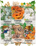 Seed Needs Pumpkin Seeds for Planting a Collection of Non-GMO Heirloom  Untreated Cucurbitas - Blue Jarrahdale, Casper White, Jack Be Little, Baby Boo, Fairytale  Jack O Lantern