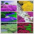 3000+ Mix Creeping Thyme Seeds for Planting Ground Cover Plant 6 Perennial Thyme Heirloom Blue, Purple, Red, Yellow White Thymus Serpyllum Seed