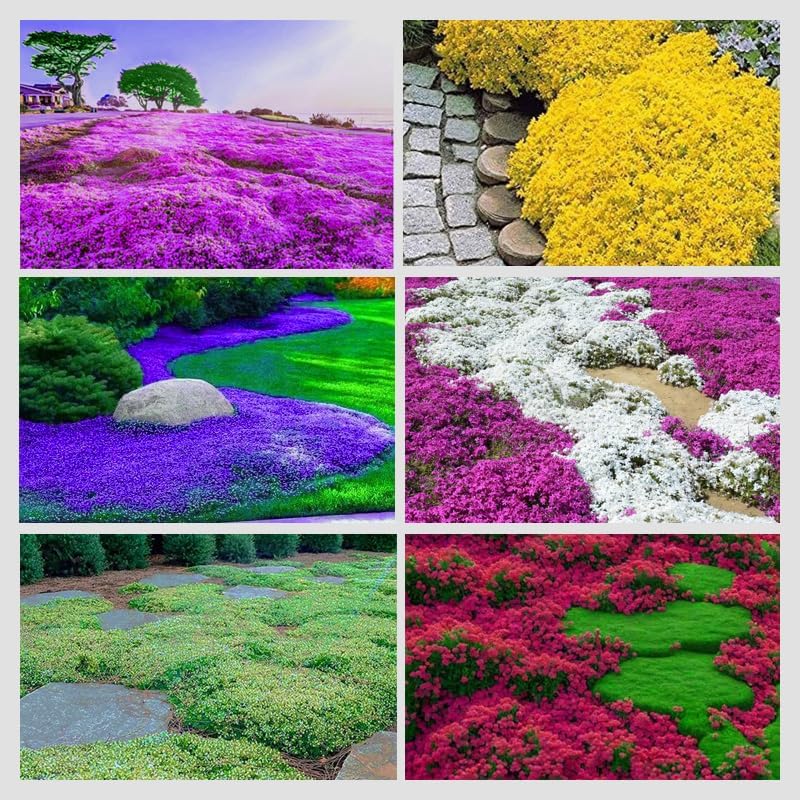 3000+ Mix Creeping Thyme Seeds for Planting Ground Cover Plant 6 Perennial Thyme Heirloom Blue, Purple, Red, Yellow White Thymus Serpyllum Seed