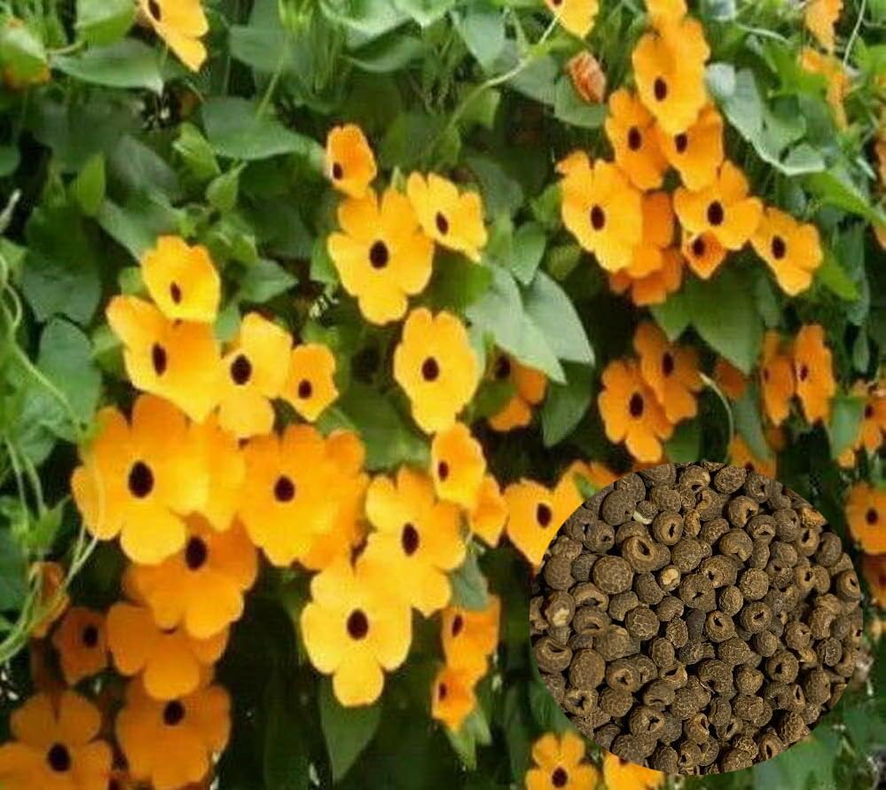 100 Black Eyed Susan Vine Seeds Thunbergia Alata Flower