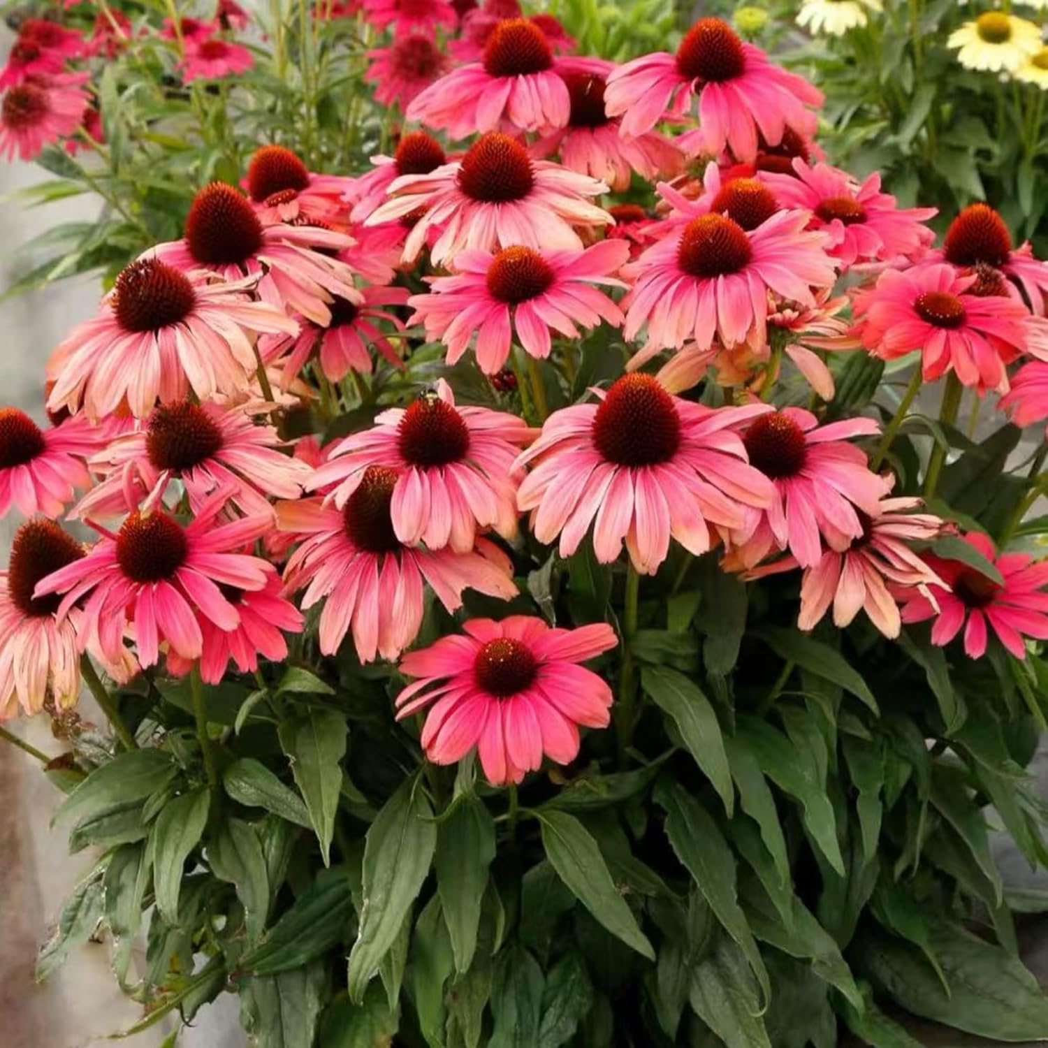 NYGardenia 100 Pink Coneflower Seeds – Non-GMO Heirloom Echinacea for Pollinator-Friendly Perennial Gardens