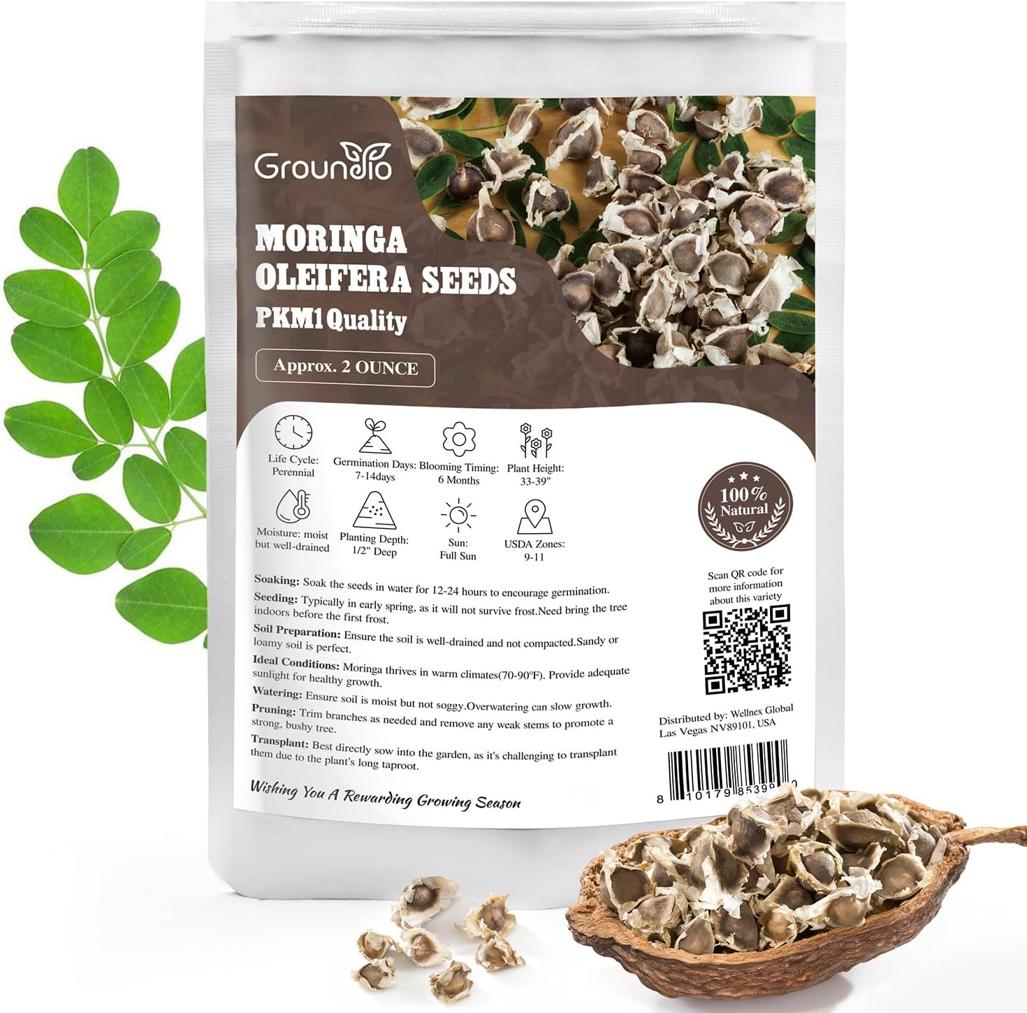 Groundio Moringa Seeds for Planting, 2 Ounce 140+ Seeds, 100% Natural Semillas de Moringa, Non- GMO | Premium PKM1 Quality| High Germination | USDA Zone 9-11