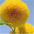 Teddy Bear - Fluffy, Dwarf Sunflower Seeds - 30 Seeds - Up to 40 Tall