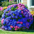 NYGardenia 35 Mixed Color Hydrangea Seeds – Blue, Pink  Purple Blooming Flower Seeds for Home Garden Planting, Non-GMO