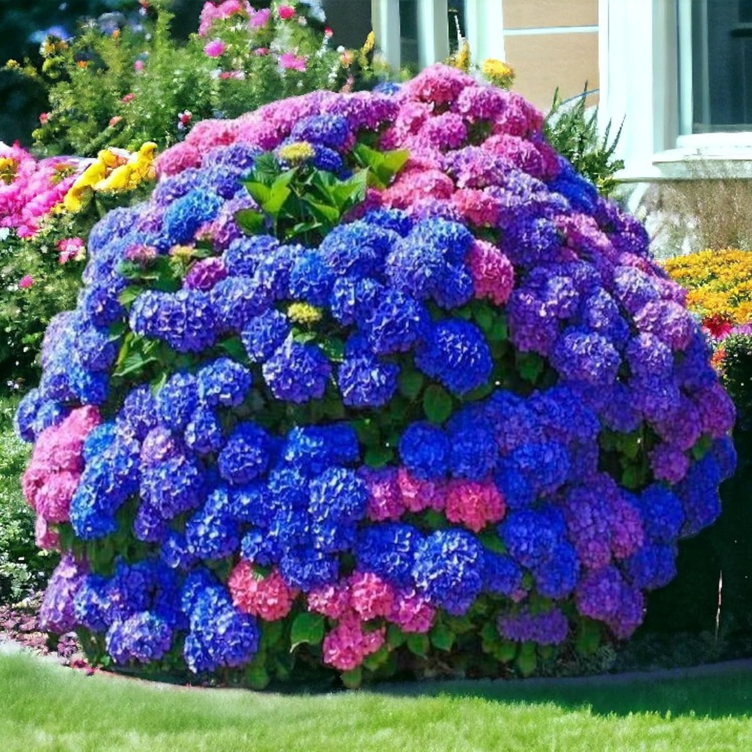 NYGardenia 35 Mixed Color Hydrangea Seeds – Blue, Pink  Purple Blooming Flower Seeds for Home Garden Planting, Non-GMO