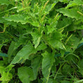 Palm Beach Medicinal Herbs - Good King Henry Seeds for Planting – Rare Perennial Edible Herb – Chenopodium Bonus-Henricus – Grow Indoors or Outdoors - 30 Seeds Pack