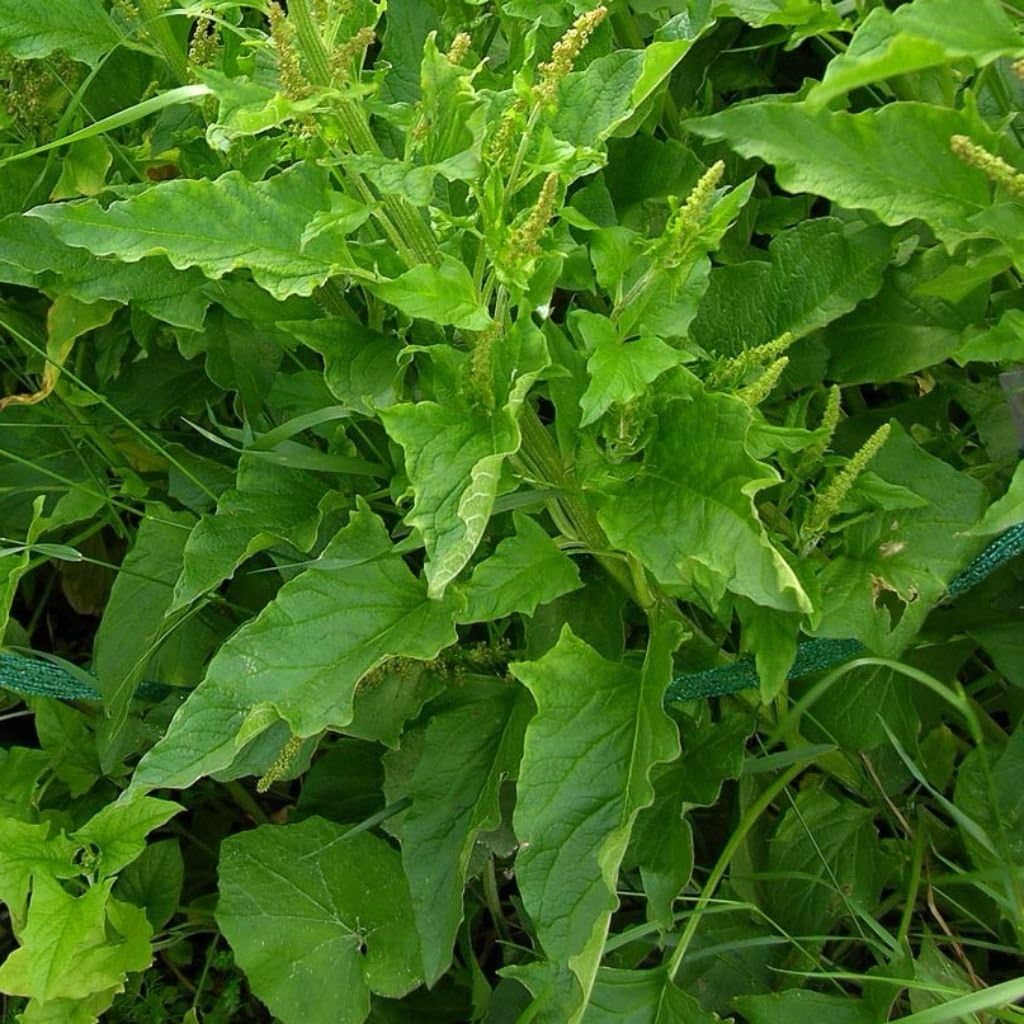 Palm Beach Medicinal Herbs - Good King Henry Seeds for Planting – Rare Perennial Edible Herb – Chenopodium Bonus-Henricus – Grow Indoors or Outdoors - 30 Seeds Pack