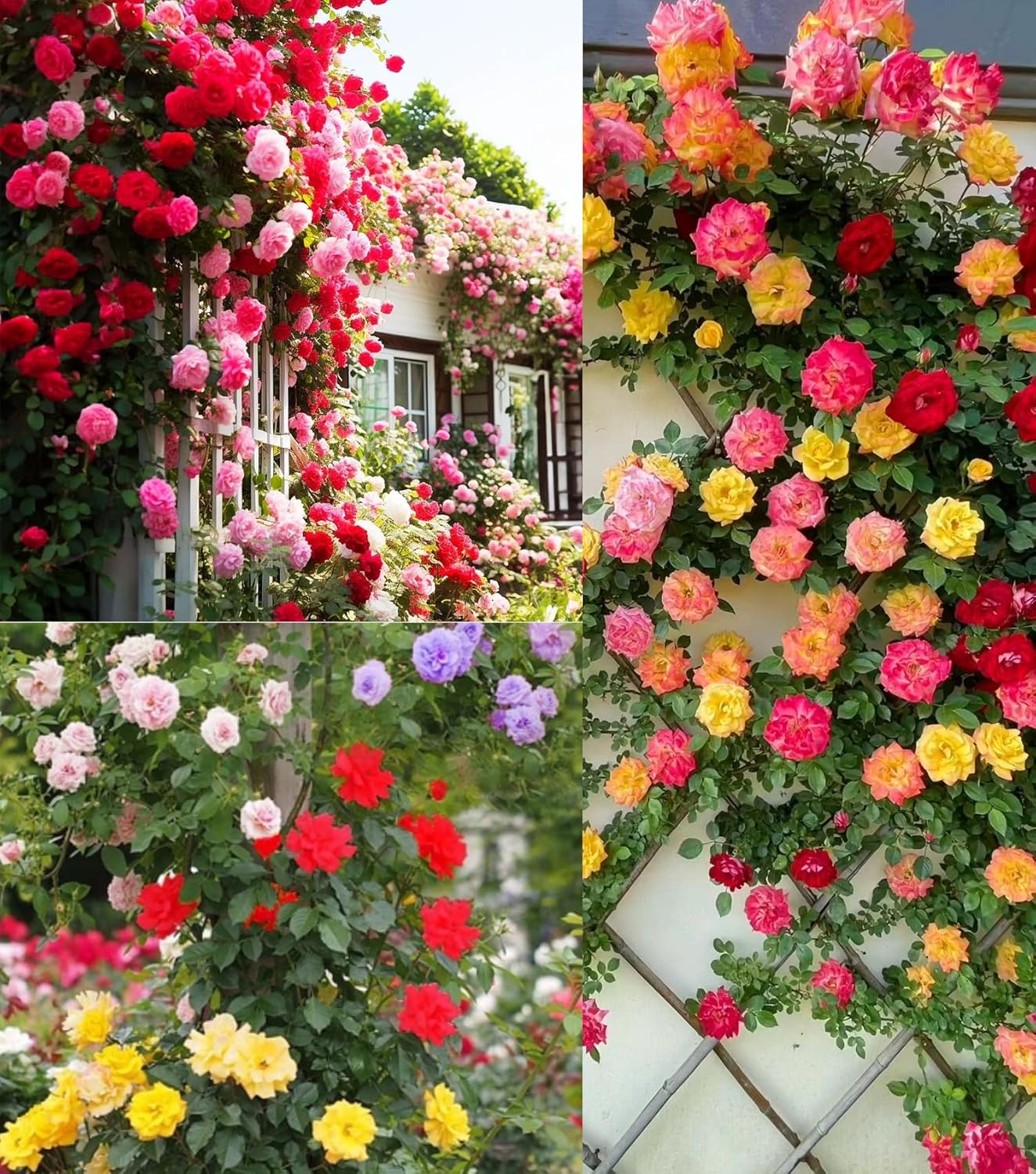 100+ Mix Climbing Rose Seeds for Planting Outdoors