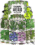Seed Needs Herb Seeds Variety Pack Culinary Herb Collection (12 Individual Packets for Planting Indoors or Outdoors) Grow Your Own Herb Garden - Heirloom, Non-GMO(Culinary Herbs (12 Packs))