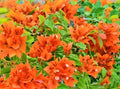 200 Orange Bougainvillea Seeds Perennial Ornamental Low Maintenance Fast-Growing Drought Tolerant New Fresh