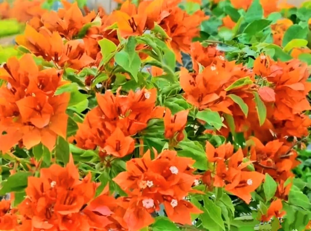 200 Orange Bougainvillea Seeds Perennial Ornamental Low Maintenance Fast-Growing Drought Tolerant New Fresh