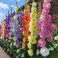 300+ Hollyhock Seeds for Planting Multicolored Heirloom Double Hollyhock Seeds, Rare Biennial Attracts Pollinators