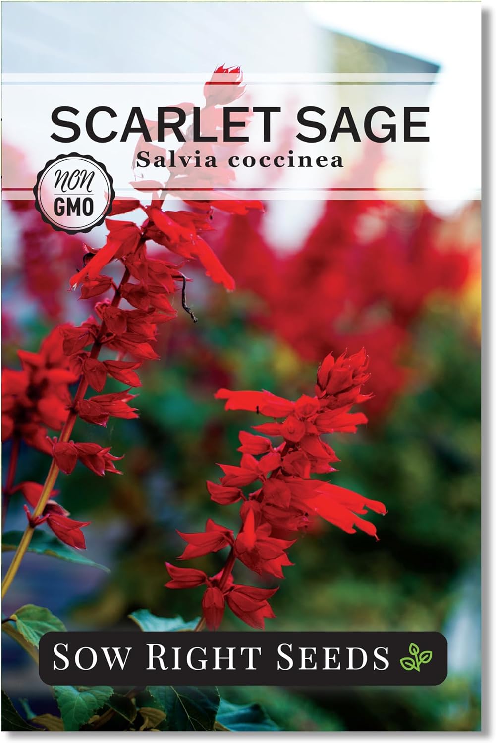 Sow Right Seeds - Scarlet Sage Seeds for Planting - Non-GMO Heirloom Salvia Herb Variety for Outdoor Gardens - Easy to Grow Tender Perennial with Vibrant Red Blooms - Ideal for Gardeners (1)(1)