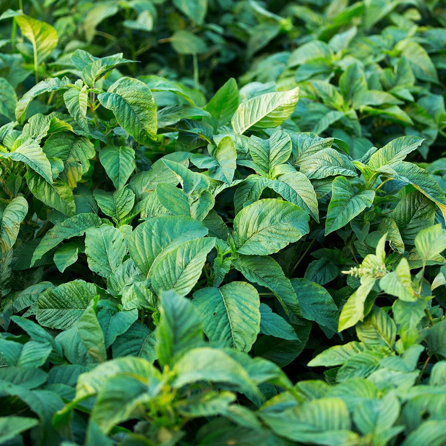 Jamaican CALLALOO,(500 Seeds) amaranth, Used in,West Indian  Asian Cuisines
