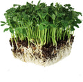 Speckled Pea Sprouting Seeds - 1 Lbs(25 g Packet)
