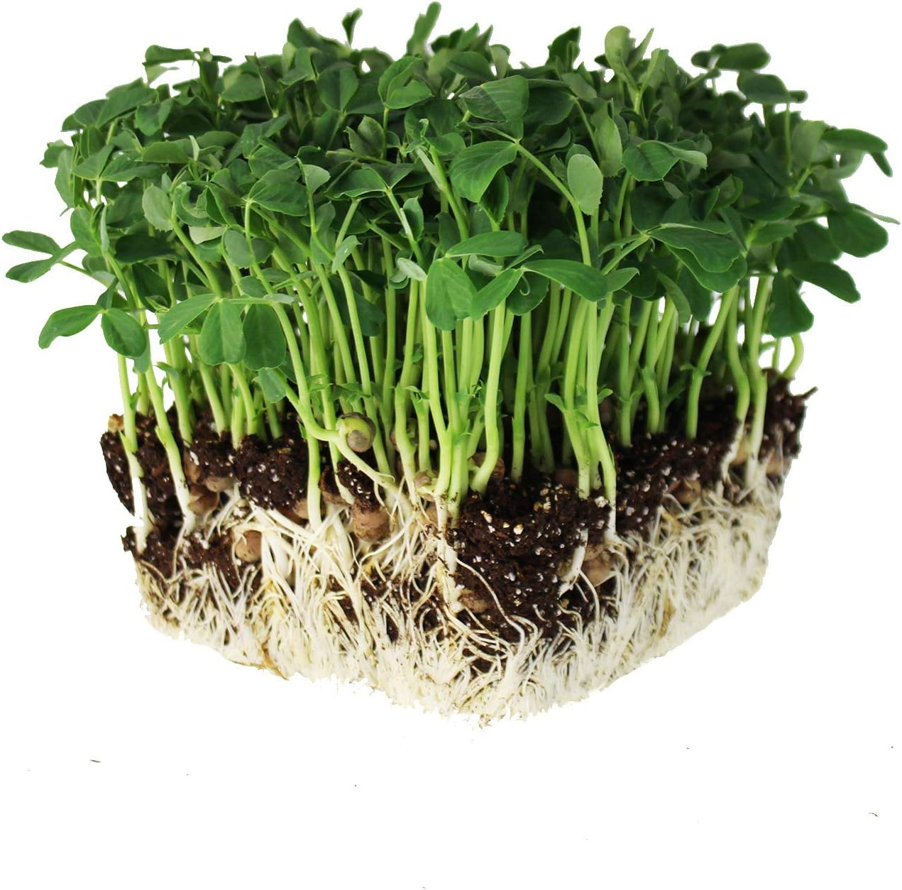 Speckled Pea Sprouting Seeds - 1 Lbs(25 g Packet)