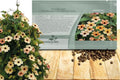 Outsidepride Spanish Eyes Thunbergia Black Eyed Susan Seeds - 10 Pcs Annual, Climbing Vine Flower Seeds for Planting Peachy Gold Blooms for Low Maintenance Gardens, Containers, Trellis  Fences(20 Seeds)