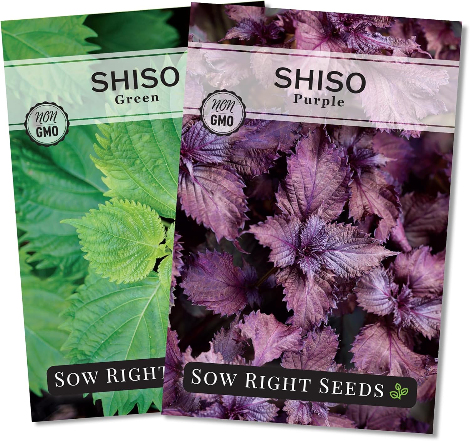Sow Right Seeds - Shiso Seed Collection for Planting - Includes Green  Purple - Non-GMO Heirloom Varieties - Japanese or Korean Perilla Leaves for Home Garden - Easy to Grow for Culinary Use