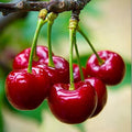 20 Pcs Sweet Cherry Tree Seeds - Non-GMO Heirloom Fruit Tree Seeds, Sweet  Juicy Fruits, Suitable for Indoor  Outdoor Planting, Ideal for Home Garden Cultivation