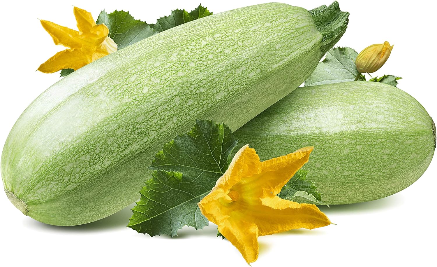 Summer Squash, Zucchini Grey Seeds(4 grams)