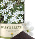 SunHaven Seeds Baby’s Breath Seeds – 20,000+ Seeds – 1 oz Bulk Resealable Packet – Quick Blooming Gypsophila elegans Flower Seeds with White Blooms for Bouquets, Borders  Wildflower Gardens