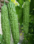 15PCS Green Skin Long Bitter Gourd Seeds Bitter Melon Seeds Asian Vegetable Seeds