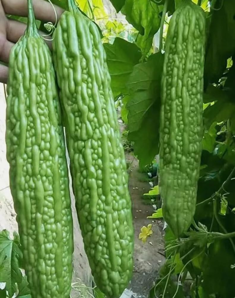 15PCS Green Skin Long Bitter Gourd Seeds Bitter Melon Seeds Asian Vegetable Seeds